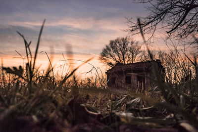 Abandoned bare trees on field against sky during sunset
