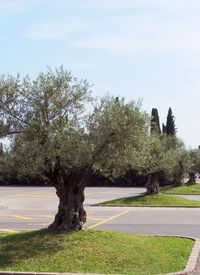 Trees in park against sky