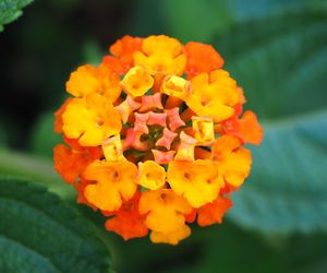 Close-up of orange flowers