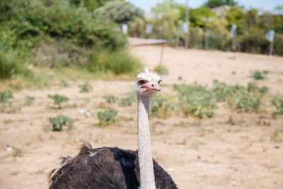 Ostrich on field during sunny day