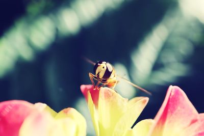 Close-up of honey bee pollinating on flower