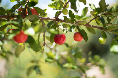 Close-up of red berries growing on tree