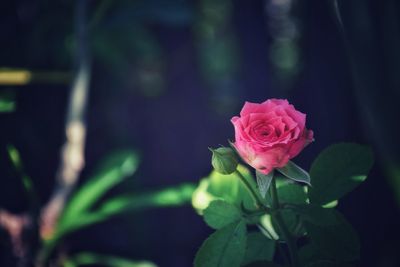 Close-up of pink rose