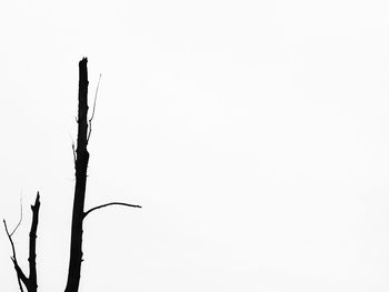 Close-up of wilted plant against clear sky