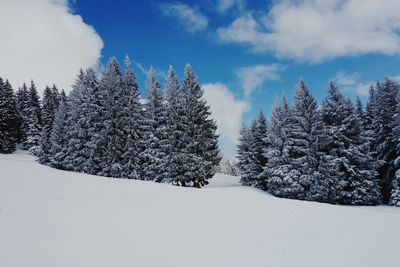 Snow covered trees on landscape against sky