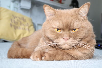 Close-up portrait of a cat