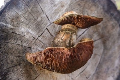 Close-up of mushroom growing on wood