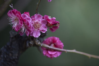 Close-up of pink flowers blooming in park