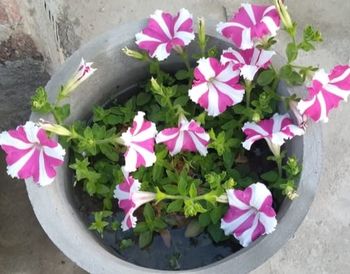 High angle view of pink flowering plant