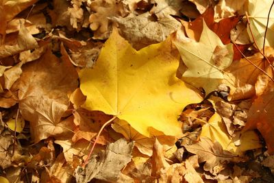 Full frame shot of maple leaves