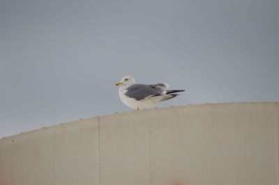 Low angle view of seagull perching on wall