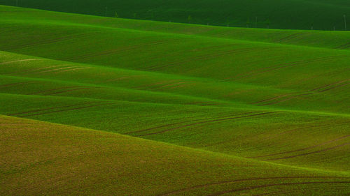 Scenic view of agricultural field