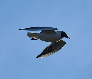 Low angle view of seagull flying in sky