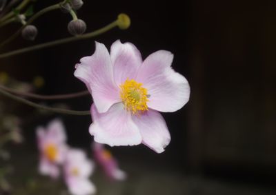 Close-up of pink flower