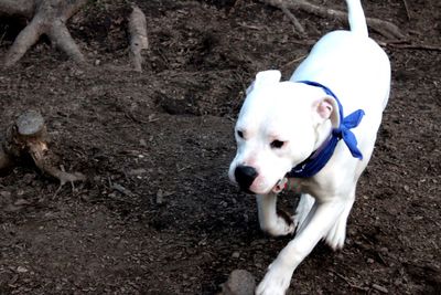 Close-up of dog