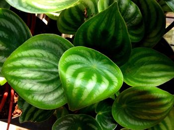 High angle view of green leaves