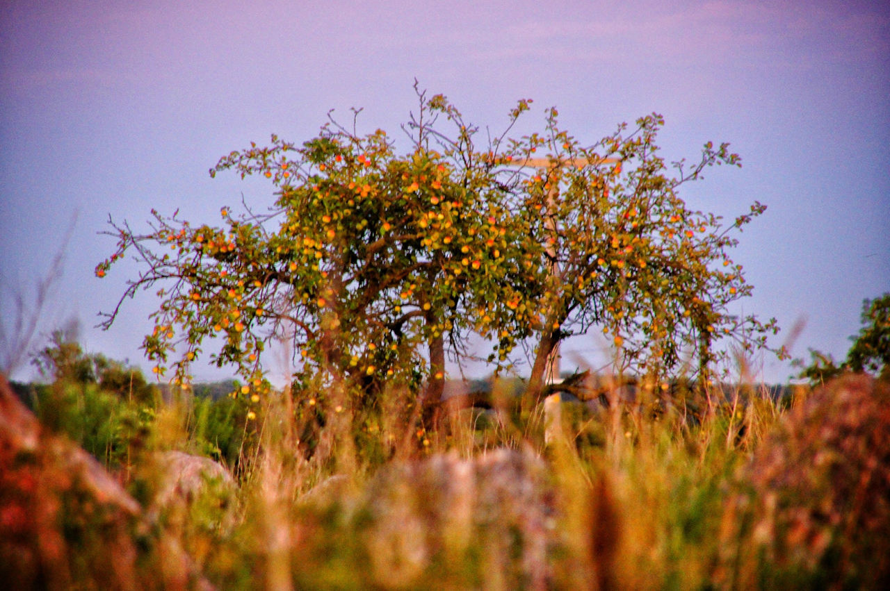 field, autumn, tranquility, landscape, tree, nature, grass, tranquil scene, growth, change, beauty in nature, sky, scenics, selective focus, season, clear sky, grassy, dry, plant, non-urban scene