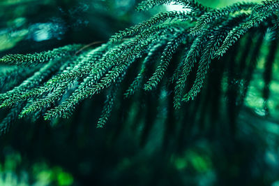 Close-up of frozen plant