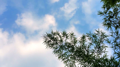 Low angle view of tree against sky