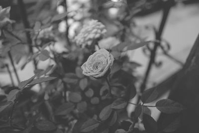 Close-up of plant against blurred background