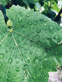 Dew on foliage after rain