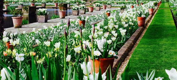 Potted plants in pot