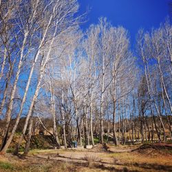 Bare trees on field against sky