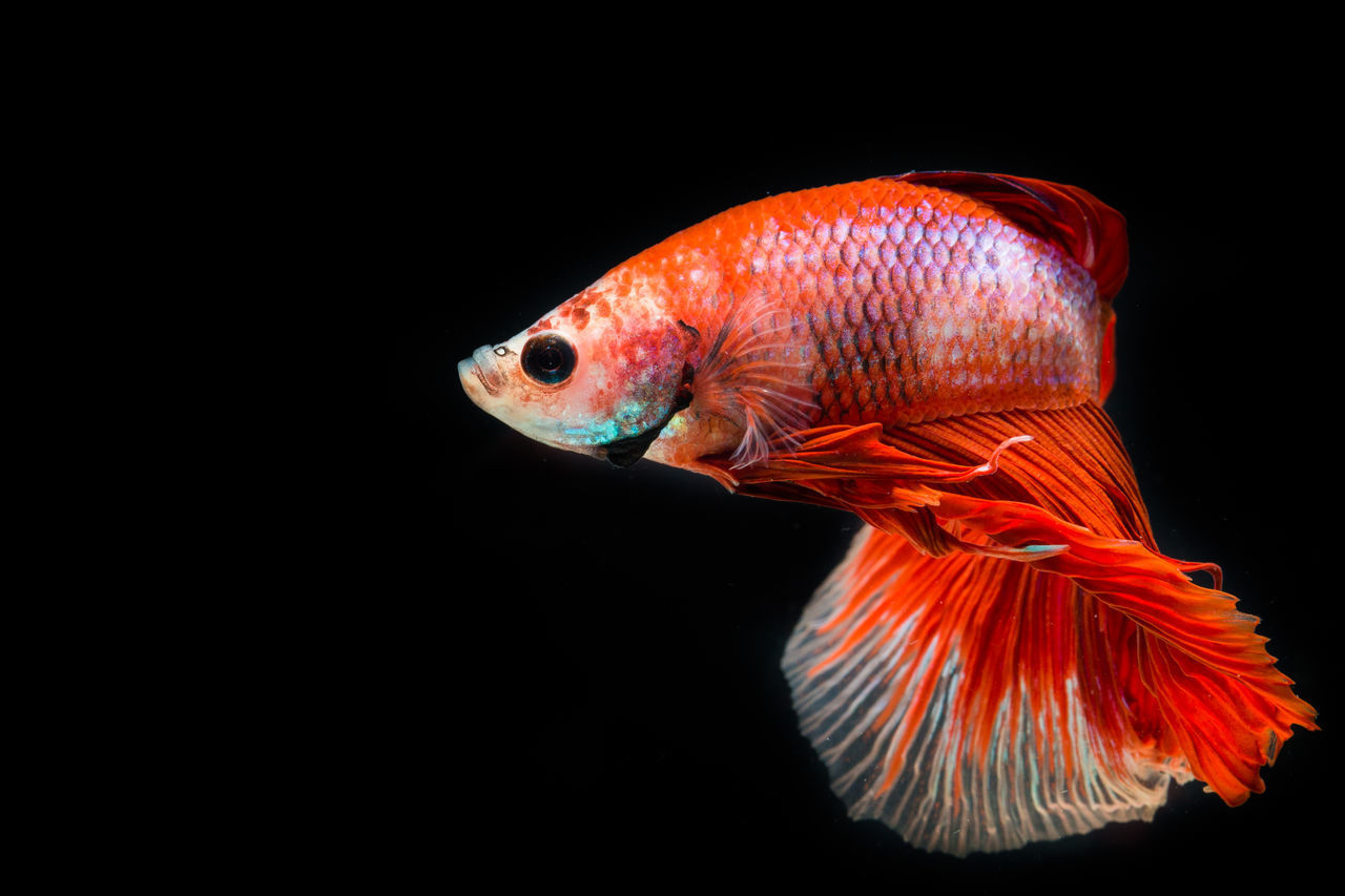 FISH SWIMMING IN SEA