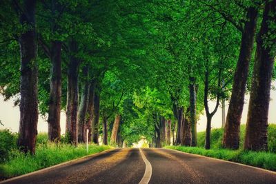 Empty road amidst trees in forest