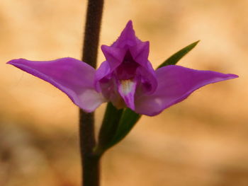 Close-up of purple flowers