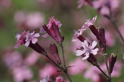 Close-up of pink flowering plant