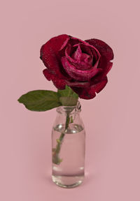 Close-up of dessert in glass against white background