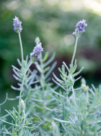 Close-up of purple flowering plants on field