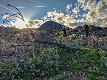 Scenic view of landscape against sky