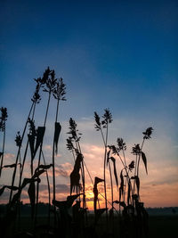 Low angle view of silhouette palm trees against sky at sunset