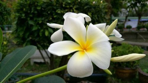 Close-up of frangipani blooming outdoors