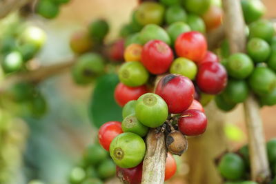 Close up red and green coffee beans on branch of coffee tree