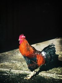 Close-up of rooster