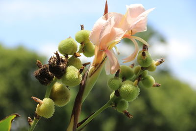 Close-up of flowering plant