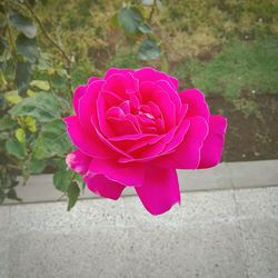 Close-up of pink rose