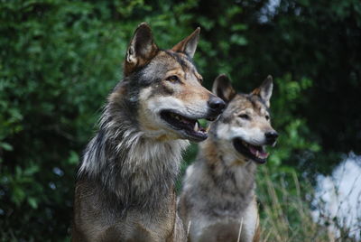 Close-up of wolves