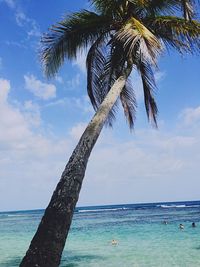 Palm tree by sea against sky