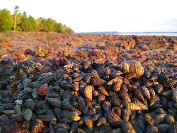 Close-up of pebbles on land