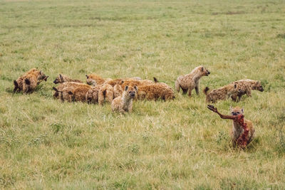 Hyenas on a field