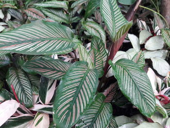 High angle view of fern leaves