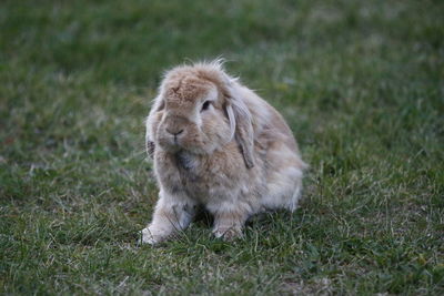 Rabbit relaxing on grassy field