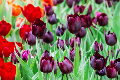 Close-up of purple tulips