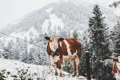 Cow standing on snow covered field