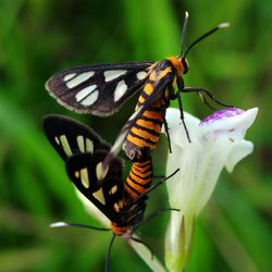 Close-up of butterfly pollinating on flower