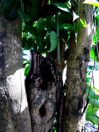 Close-up of lizard on tree trunk